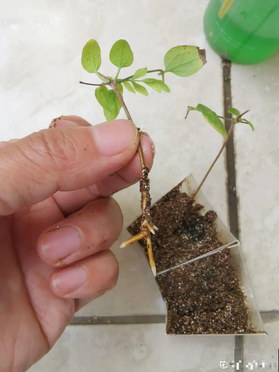 11种常见花，现在扦插，成活率特高