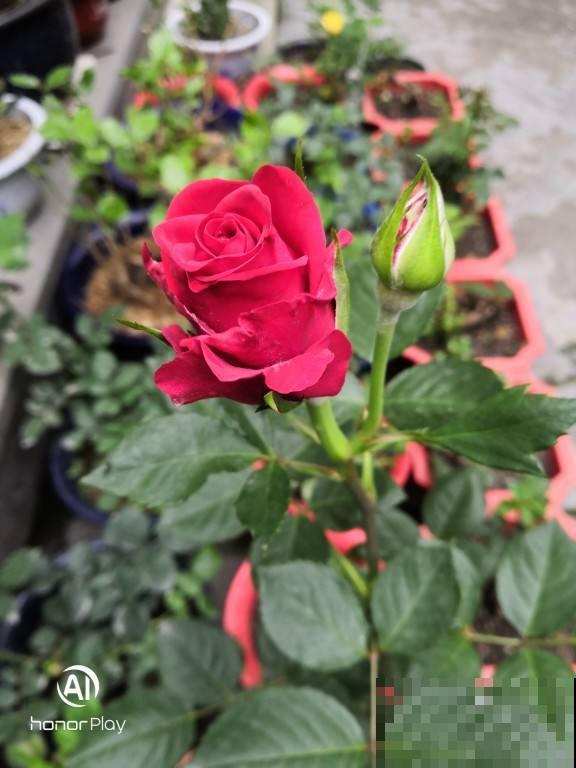 永远留住花朵的方法，就是把花晒干！