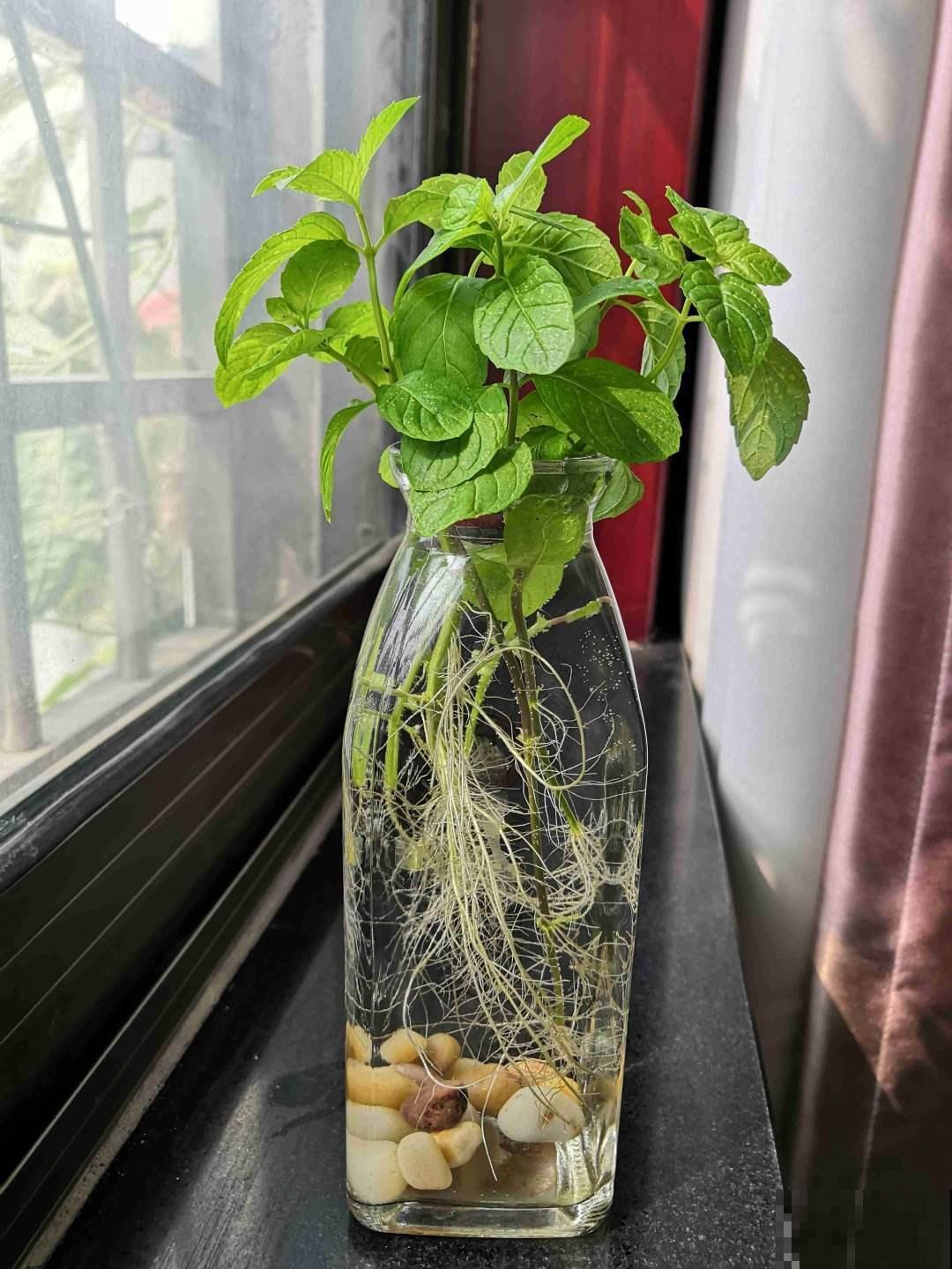 在家薄荷这么养,简单好看,闻着就神清气爽! 在家薄荷这么养,简单好看,闻着就神清气爽!