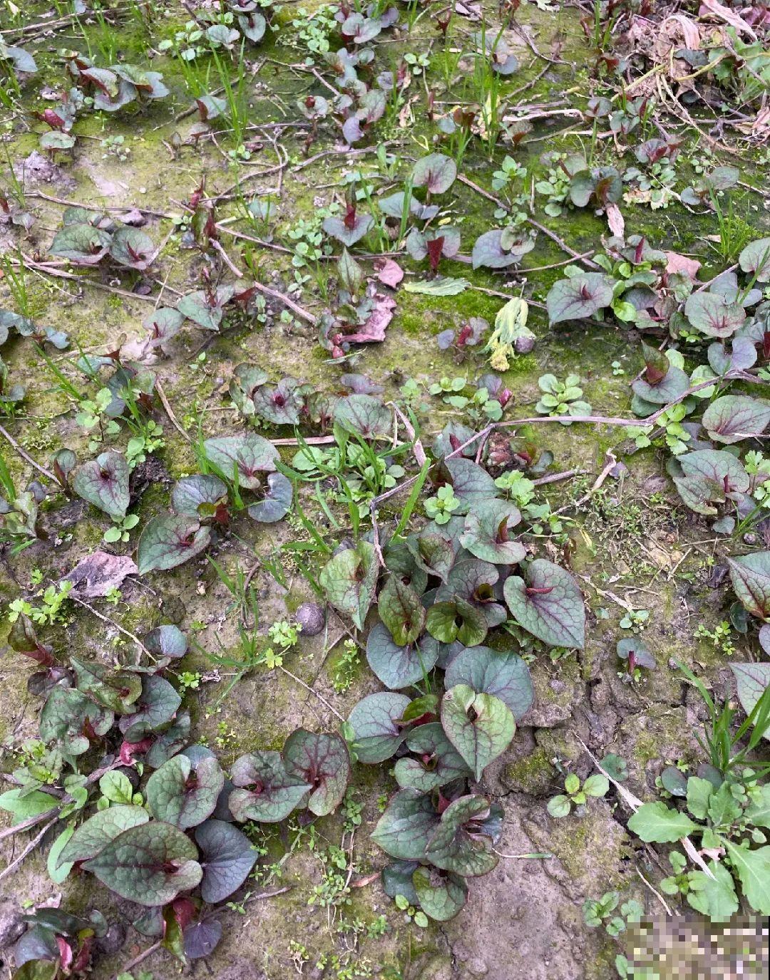 院子长出9种草，看到就铲除，留着就是大祸害