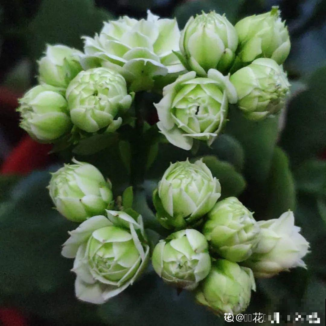 春天养盆绿色花,看着清爽干净,今年一定要养一盆 春天养盆绿色花,看着清爽干净,今年一定要养一盆