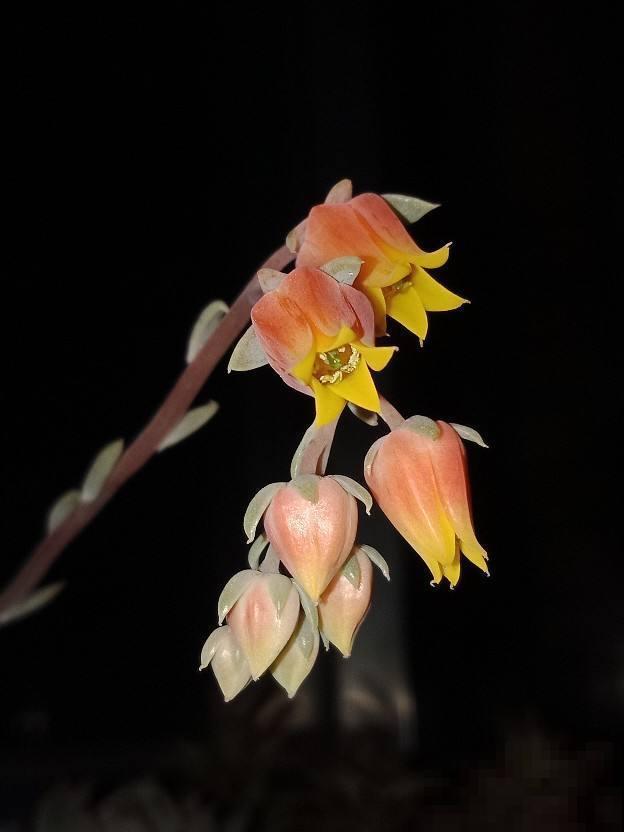 多肉长不动？一刀砍去头，轻松长爆盆！