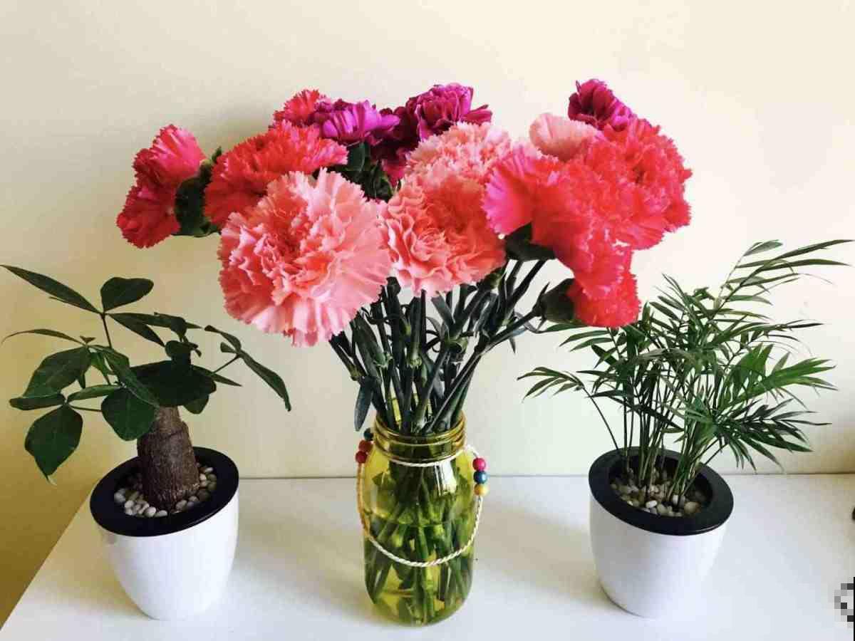 大神不外传的摄影技巧,学会给花拍照,每一张都超美 大神不外传的摄影技巧,学会给花拍照,每一张都超美