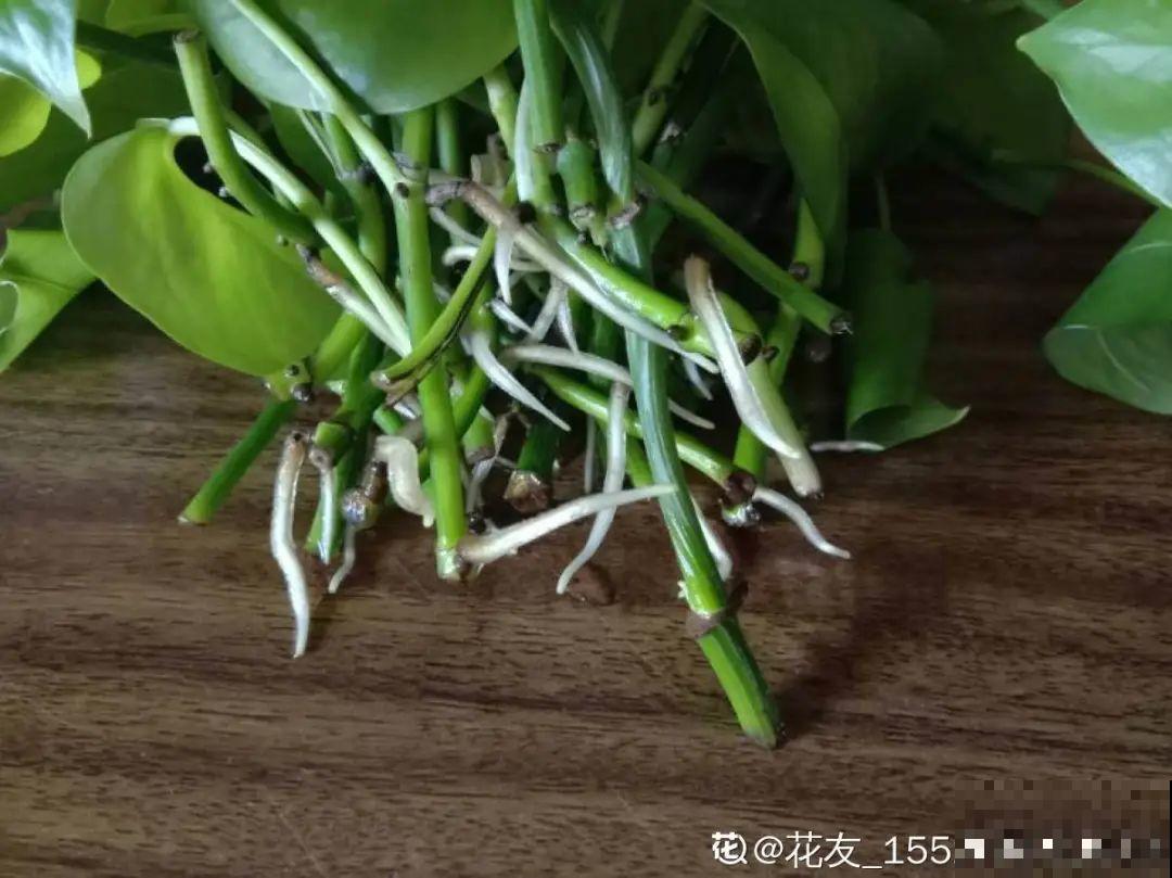 蝴蝶兰现在还不换盆，水苔容易发霉 ，越长越差劲