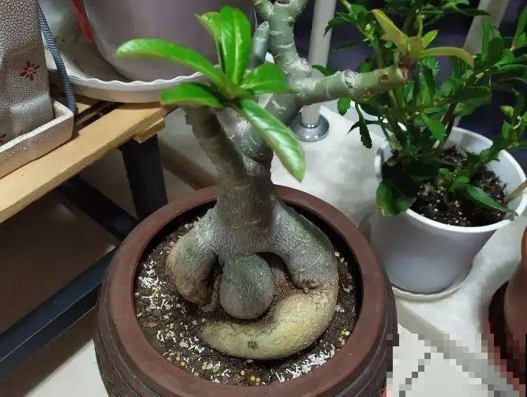 植物长了个大肚子，超级耐旱，一个月不浇水也死不了