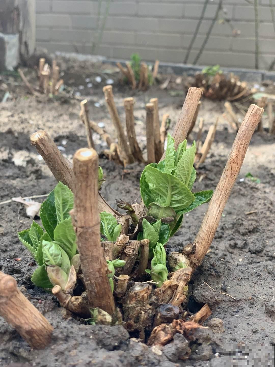 植物不是养的越老越好，3种花越年轻开花越多，老了反而不开花