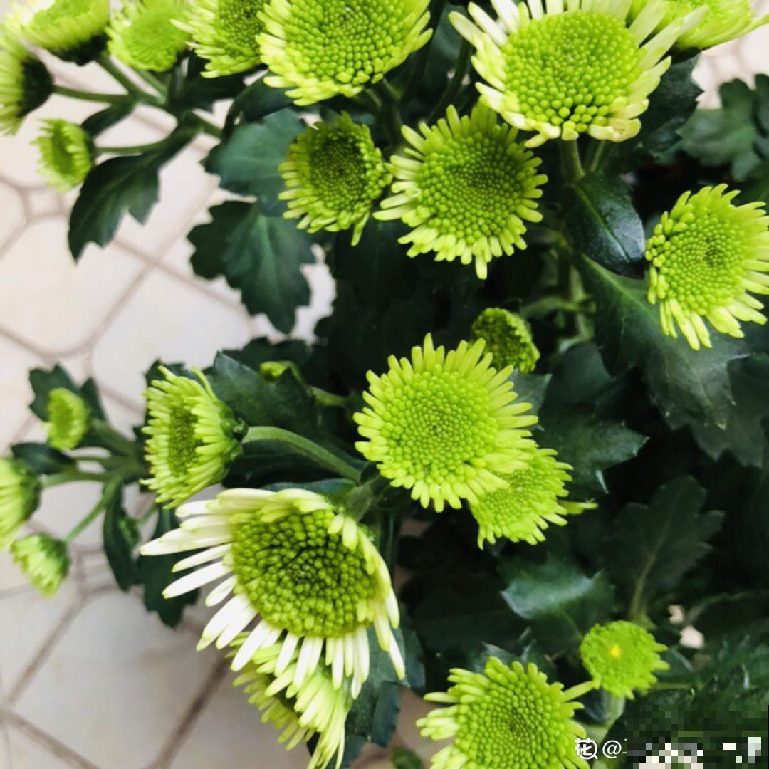 春天养盆绿色花,看着清爽干净,今年一定要养一盆 春天养盆绿色花,看着清爽干净,今年一定要养一盆