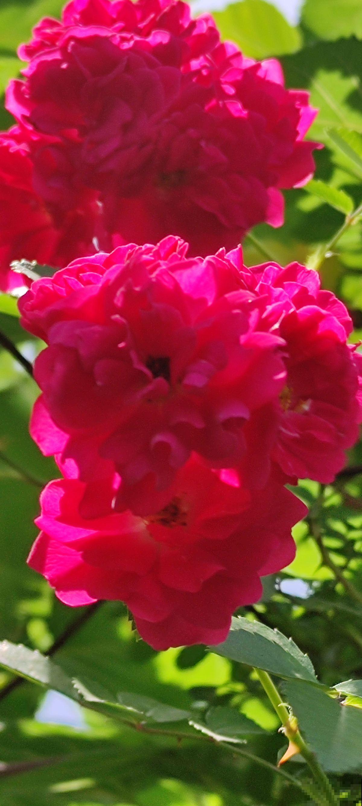 这个季节最适合蔷薇扦插,掌握这些技巧,轻松花开满墙! 这个季节最适合蔷薇扦插,掌握这些技巧,轻松花开满墙!
