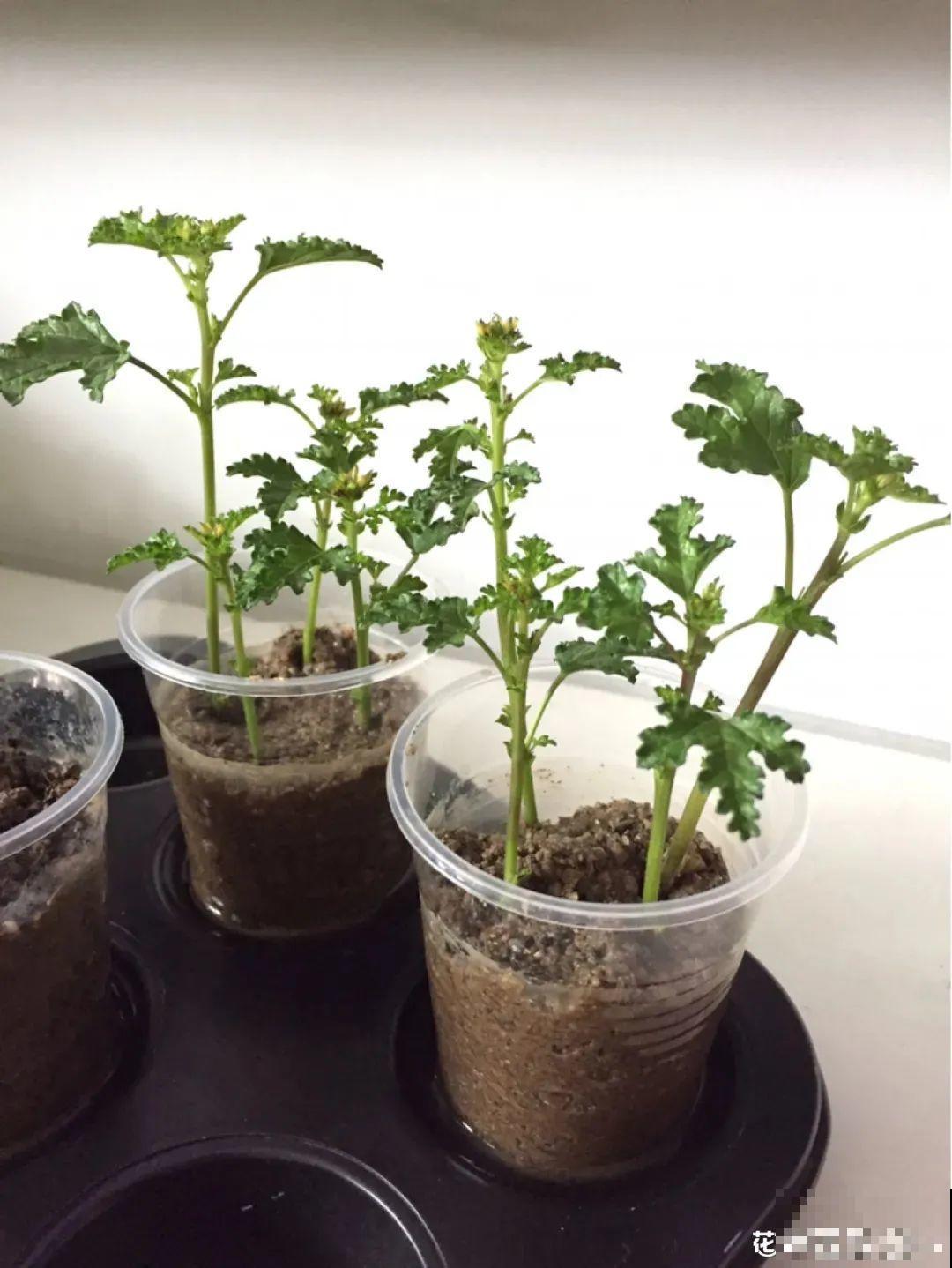 夏天扦插小木槿，半个月生根，养成棒棒糖开出花球