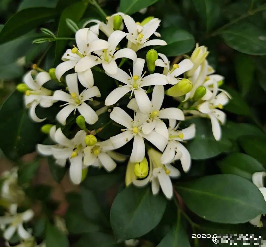 家里养盆香水花,满屋子飘香,还能净化空气 家里养盆香水花,满屋子飘香,还能净化空气