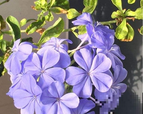 防盗窗养3种花,长势超好,春天开成一面大花墙 防盗窗养3种花,长势超好,春天开成一面大花墙