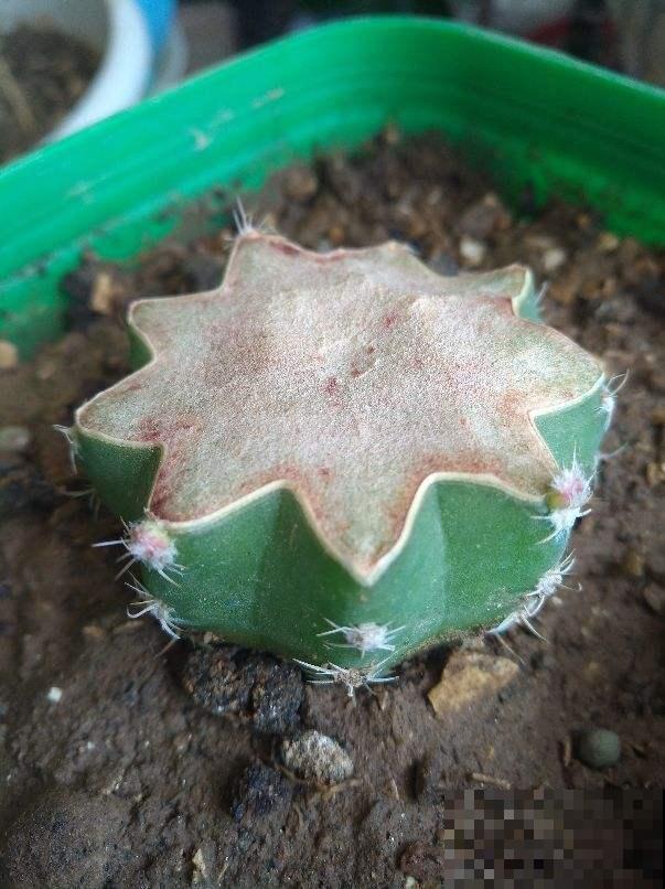 养花时的“行话”，你知道几个？