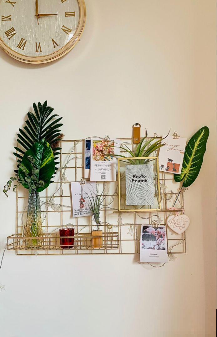 吃空气长大的植物，省事还养得旺，看完赶紧买一盆！