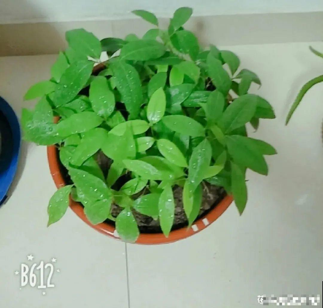 玉米棒子插水里，比绿植长得快，长成清新小盆栽