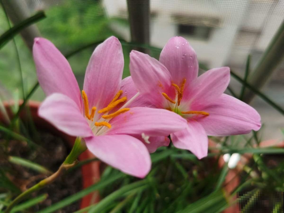 垃圾桶边捡的种球,回家种地里,淋雨开花一大片 垃圾桶边捡的种球,回家种地里,淋雨开花一大片