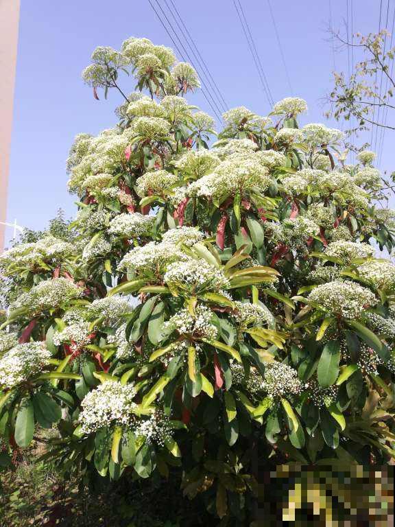 3种花颜值高,就是有“狐臭”,真是让人难以抉择 3种花颜值高,就是有“狐臭”,真是让人难以抉择