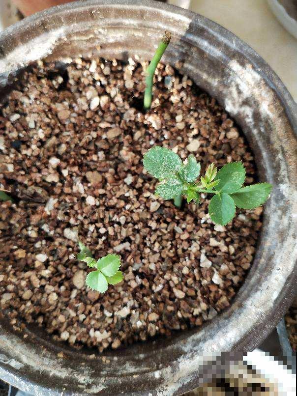 这些常见物，捡几个塞进花盆，花草从此不烂根！