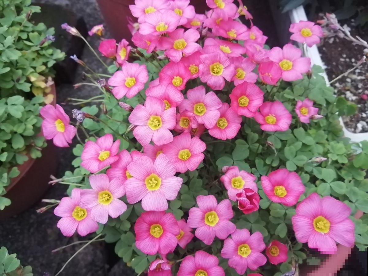 天生爱淋雨的花,越淋雨长得越快,赶紧搬出屋去 天生爱淋雨的花,越淋雨长得越快,赶紧搬出屋去