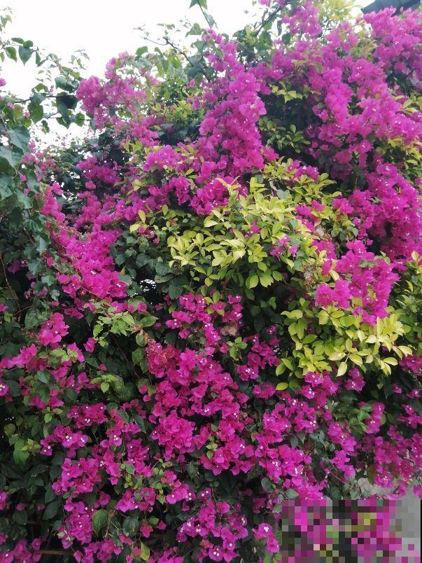 极具春日“氛围感”的植物,在家养一盆,把春天“锁在家” 极具春日“氛围感”的植物,在家养一盆,把春天“锁在家”