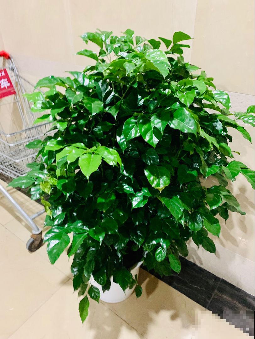 在家养花不如养棵“树”，绿油油的超好看，还能释放氧气