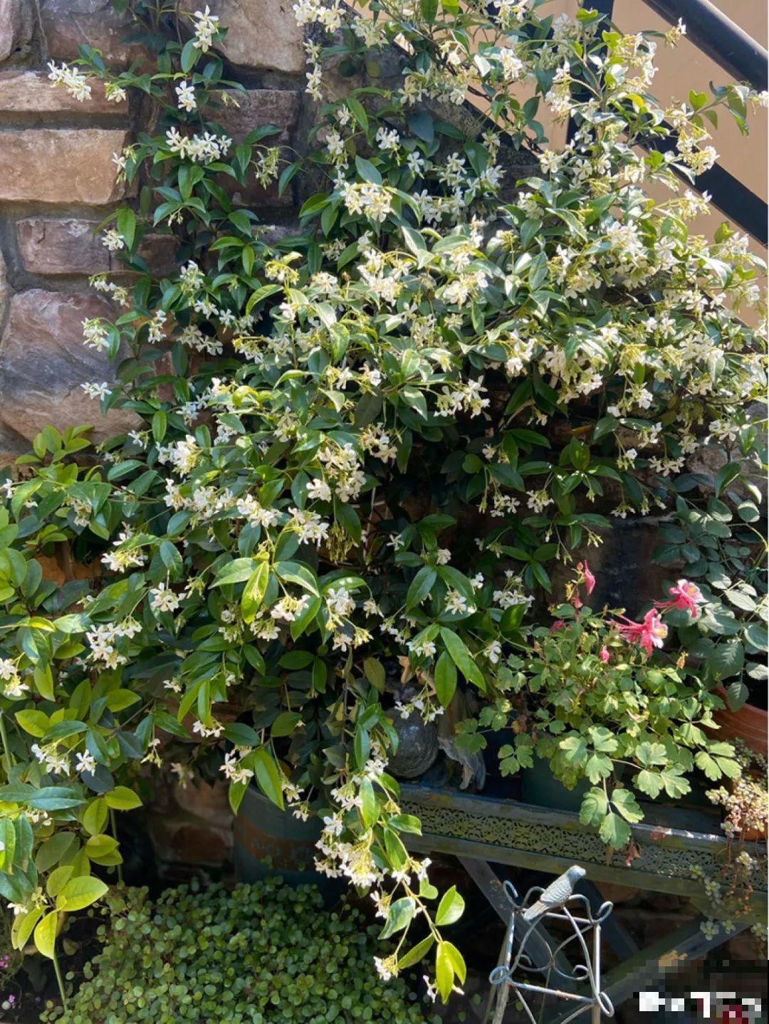 3种花气质独特,种院子里特高级,一开花气质十足 3种花气质独特,种院子里特高级,一开花气质十足