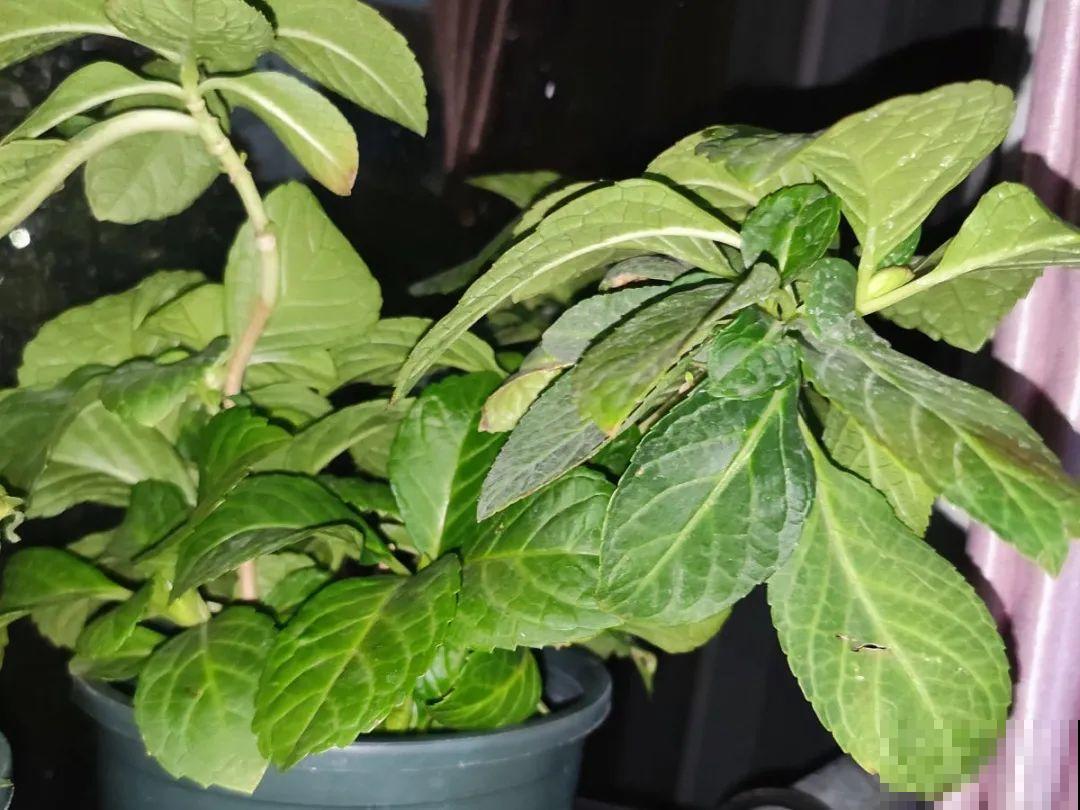 超级“喜水”的花，3天不浇水，就离死不远了