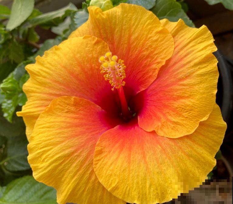 家里养盆“大脸”花，开花巨无霸，看着就喜庆