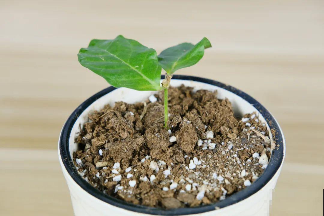 11种常见花，现在扦插，成活率特高