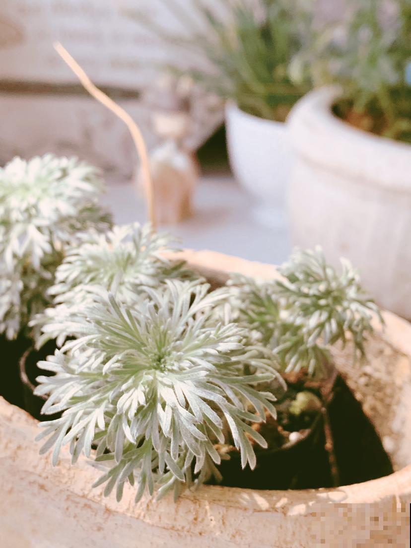 浑身散发着仙气的“朝雾草”,颜值清新脱俗,好养易爆盆 浑身散发着仙气的“朝雾草”,颜值清新脱俗,好养易爆盆