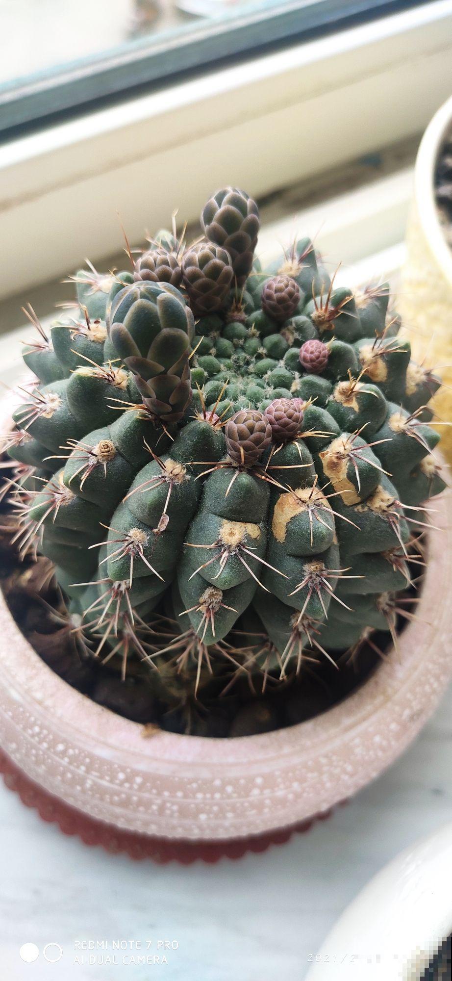 仙人球看着挺精神,实则根系都烂了,都是浇水多了惹的祸 仙人球看着挺精神,实则根系都烂了,都是浇水多了惹的祸