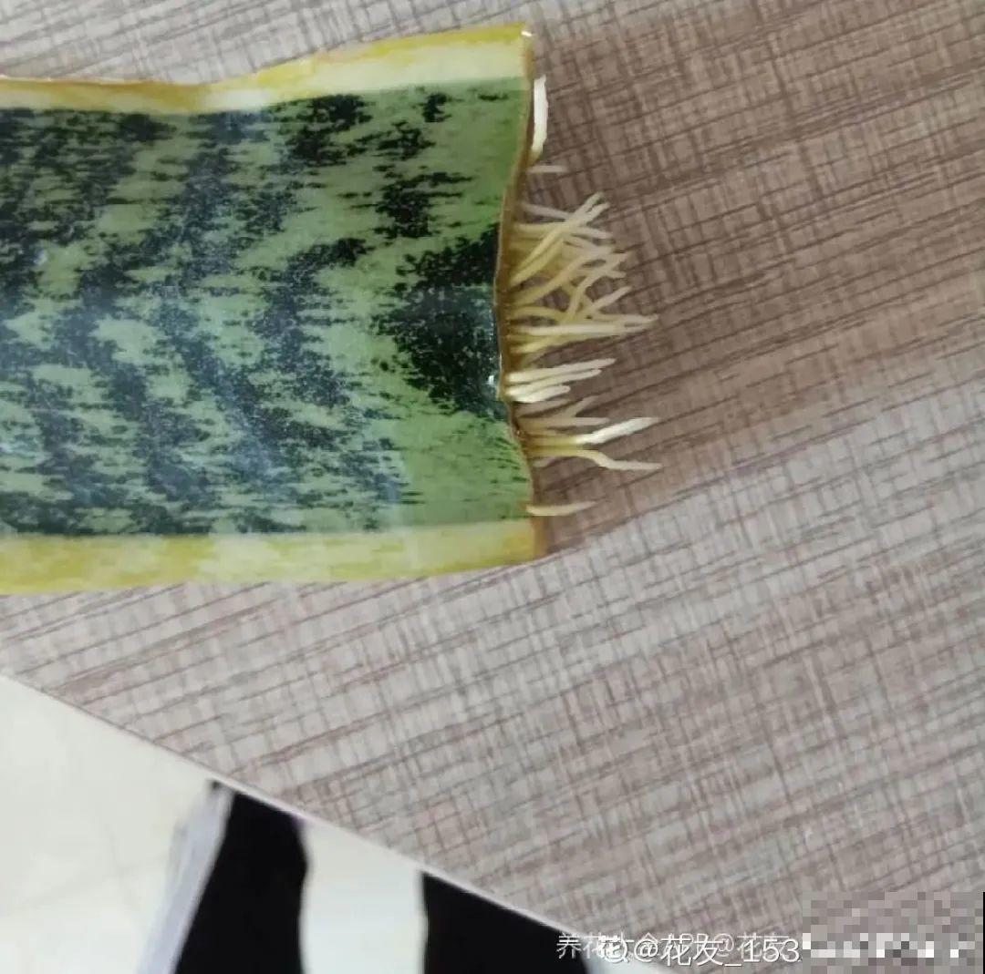 12种花真是太能生，叶子沾土就生根，实在太好活