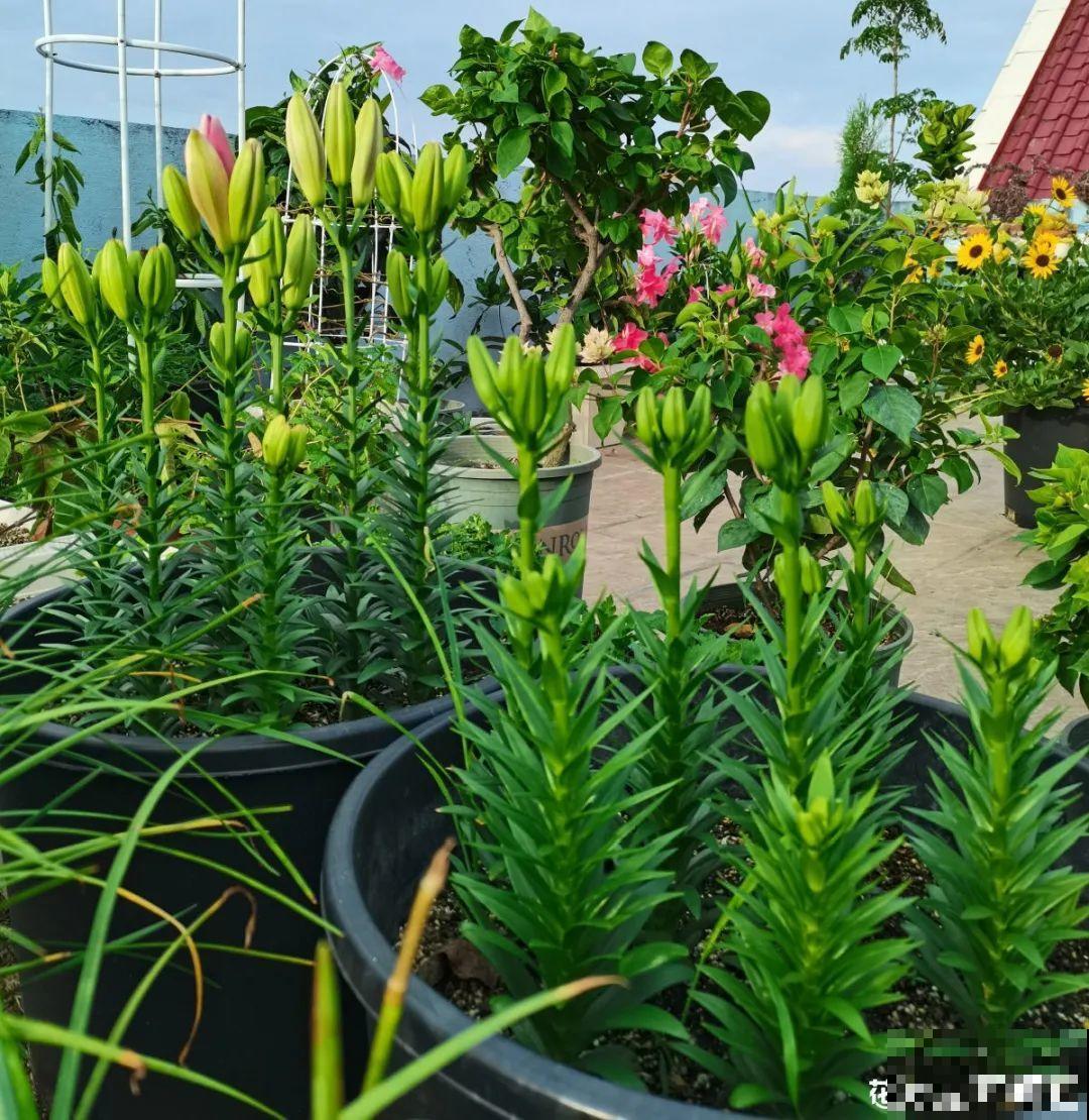 9种花是富贵命,必须大盆养,小盆养会憋死 9种花是富贵命,必须大盆养,小盆养会憋死