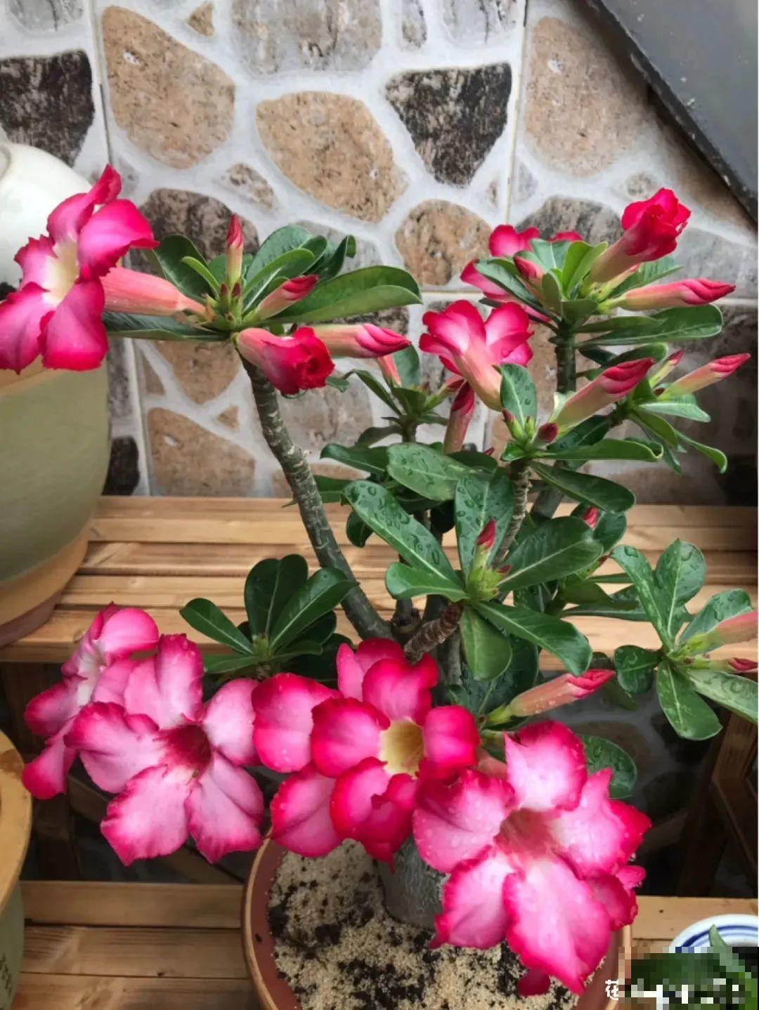 沙漠玫瑰带个大肚子，1个月不浇水照样活，开花比月季美