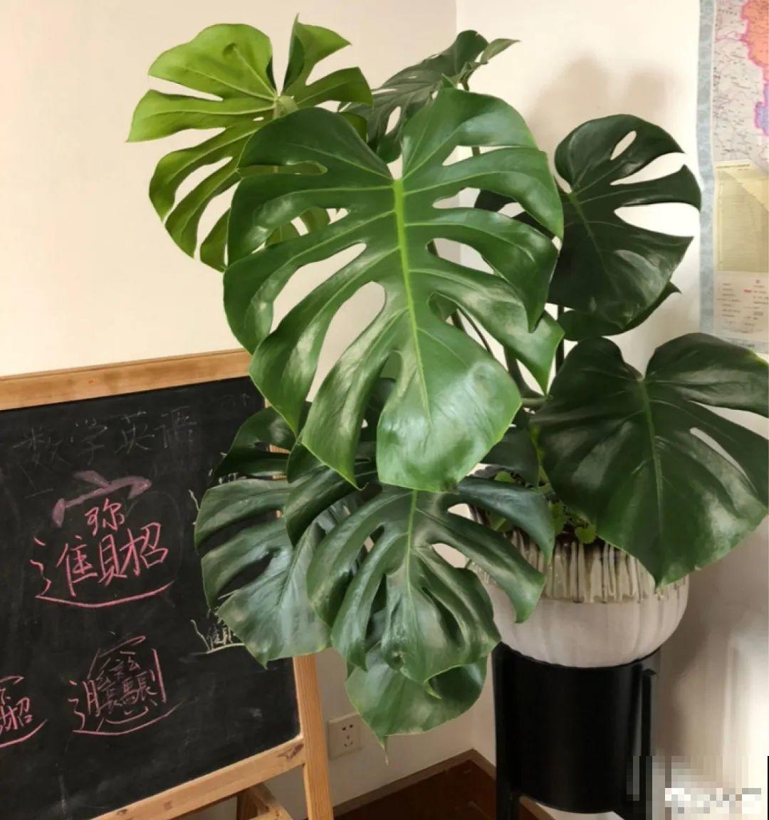 室内小窗台,养点小众盆栽,气质瞬间不一样 室内小窗台,养点小众盆栽,气质瞬间不一样