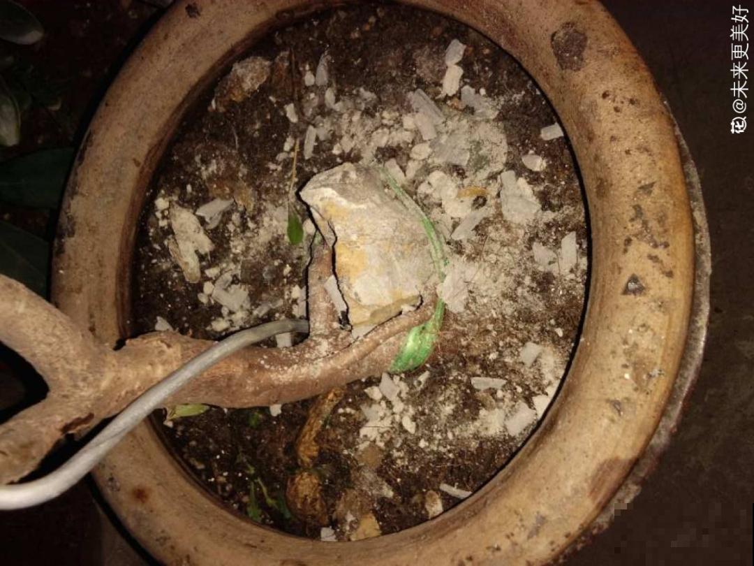 自制杀虫剂，7天喷一次，养花特干净