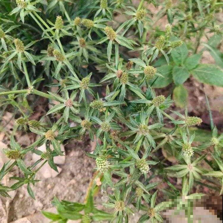 入侵植物太可怕，周围的草全被缠死，谨慎养护