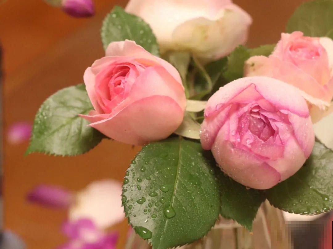 美人般的花,花开瞬间美到窒息,谁见都夸 美人般的花,花开瞬间美到窒息,谁见都夸