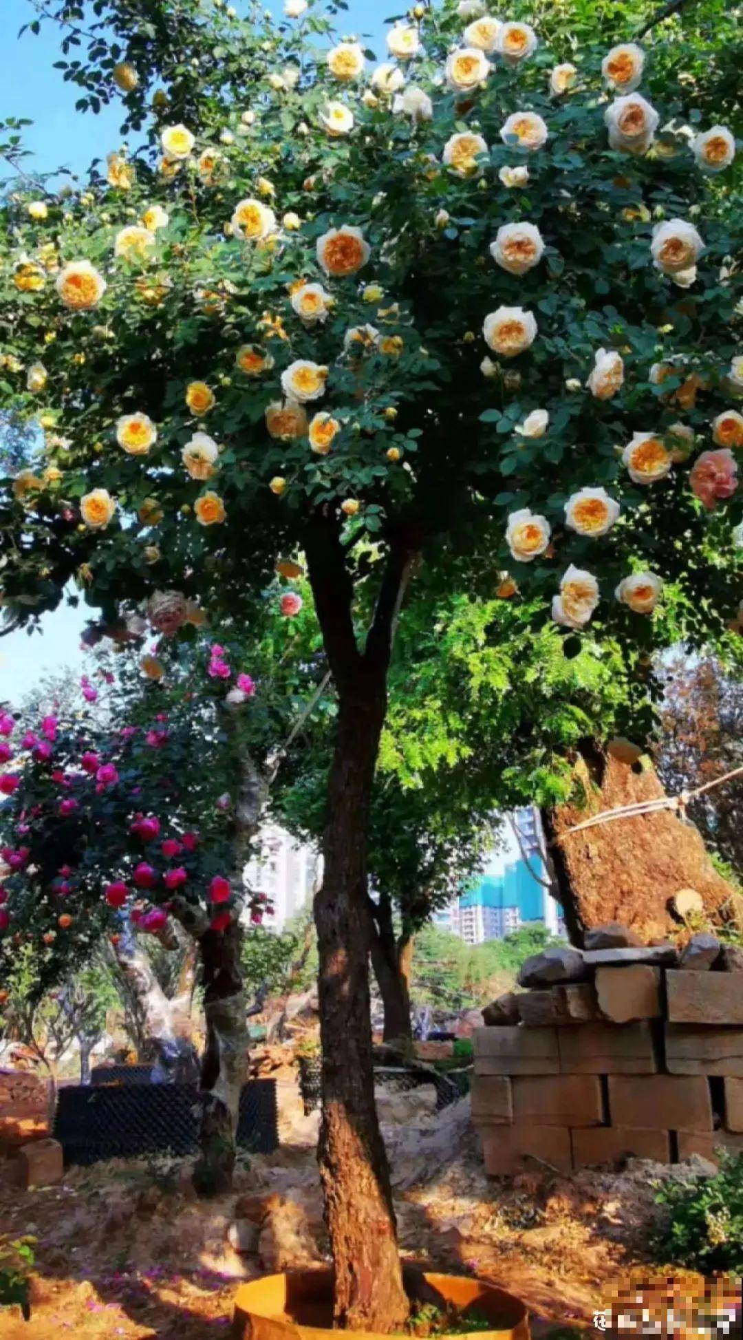 初春浇水要谨慎，浇水浇不对，小心全军覆没