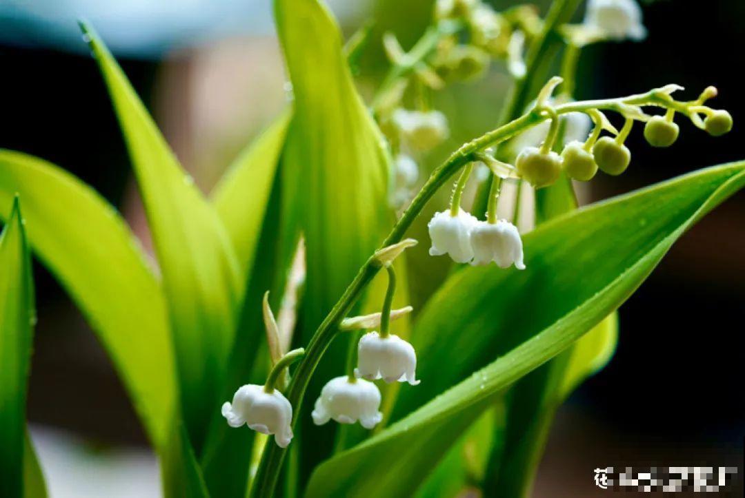 春天来了，有个院子养点花，简直太幸福