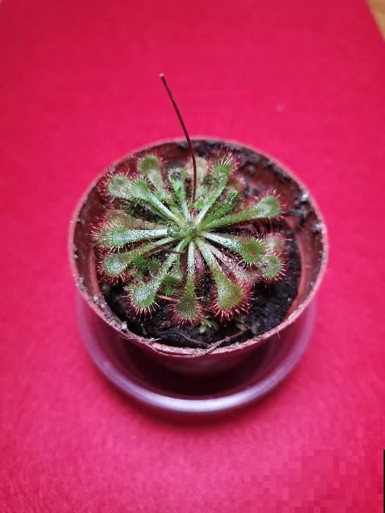 小巧可爱的吃虫草，简单好养，帮你除去蚊虫烦恼！