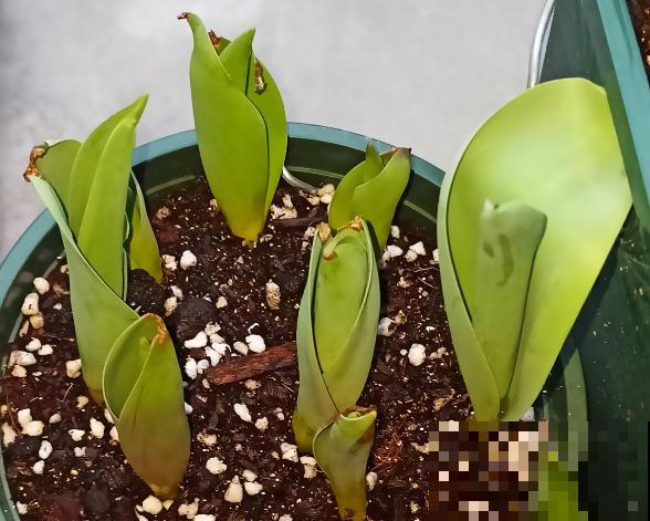 春天逛花市，过季花现在不能买，白花钱活不久