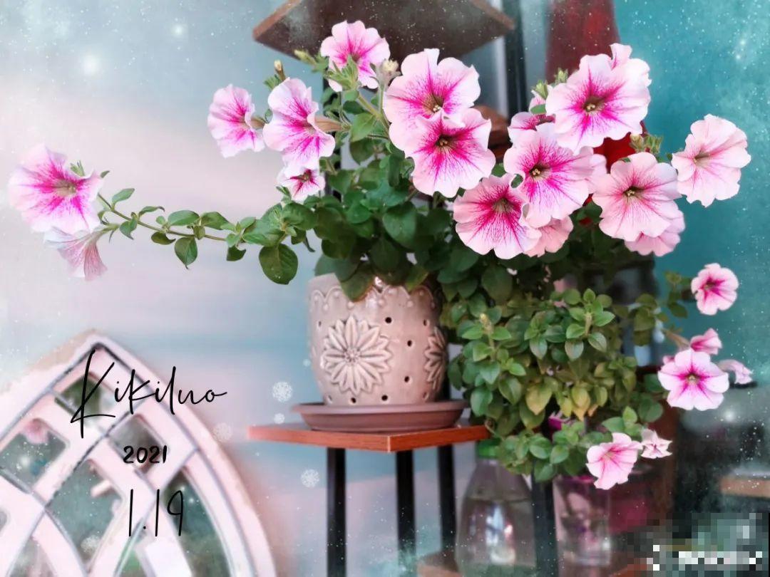 大岩桐特耐阴，每天一两个小时光照，一年开花上百天