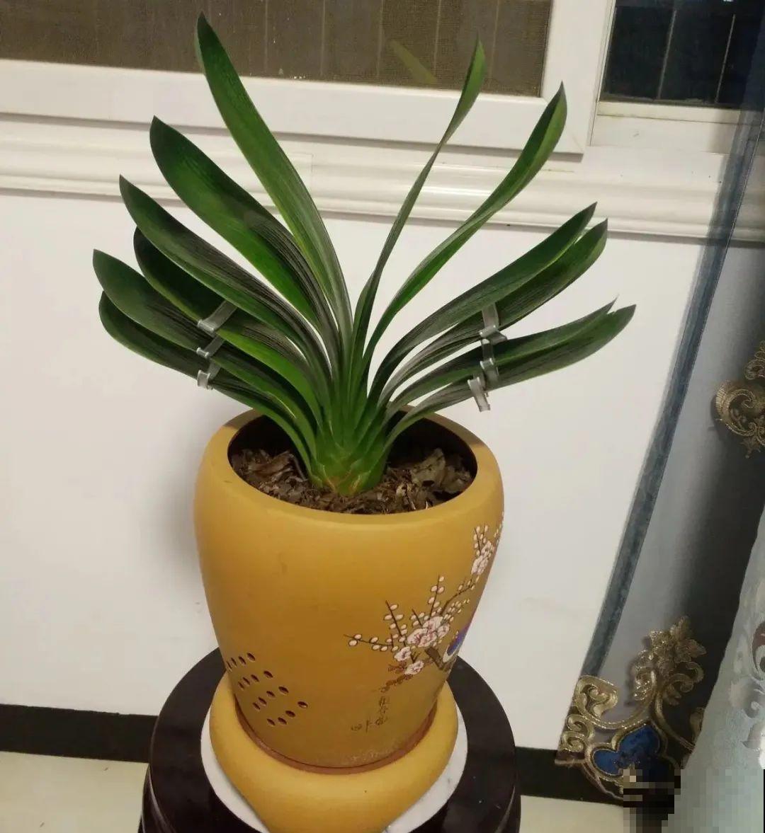 初春浇水要谨慎，浇水浇不对，小心全军覆没