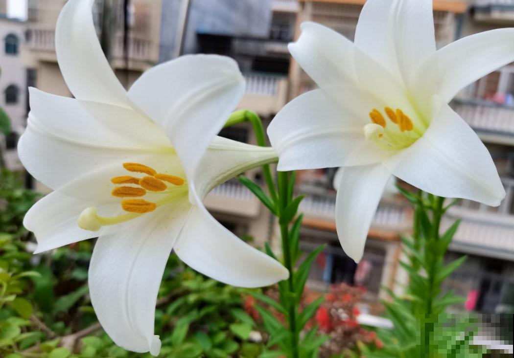 80种常见花卉，读过后，花名难不倒你