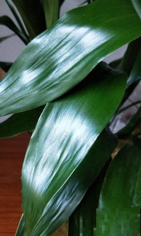 想在家里养花，先看看这5个忌讳，很多人都会犯！