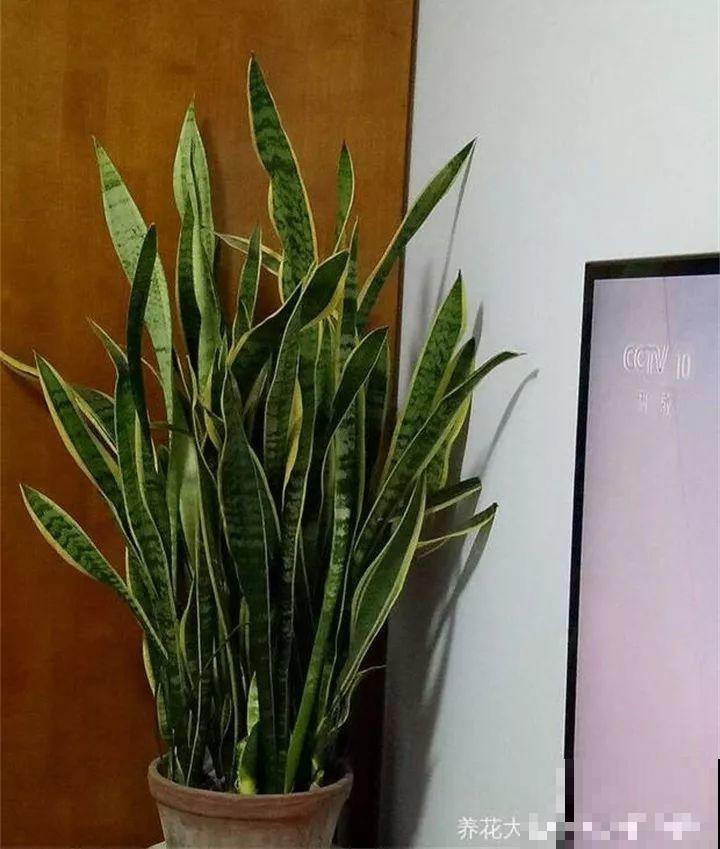 6种花夏天扦插,枝条剁8段、撒土里,3岁小孩都能插活! 6种花夏天扦插,枝条剁8段、撒土里,3岁小孩都能插活!