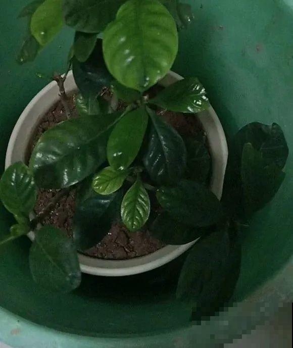 初春浇水要谨慎，浇水浇不对，小心全军覆没