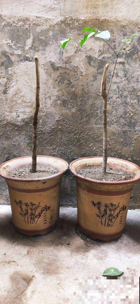 教你两招扦插法,懒人专用,轻松就能活! 教你两招扦插法,懒人专用,轻松就能活!