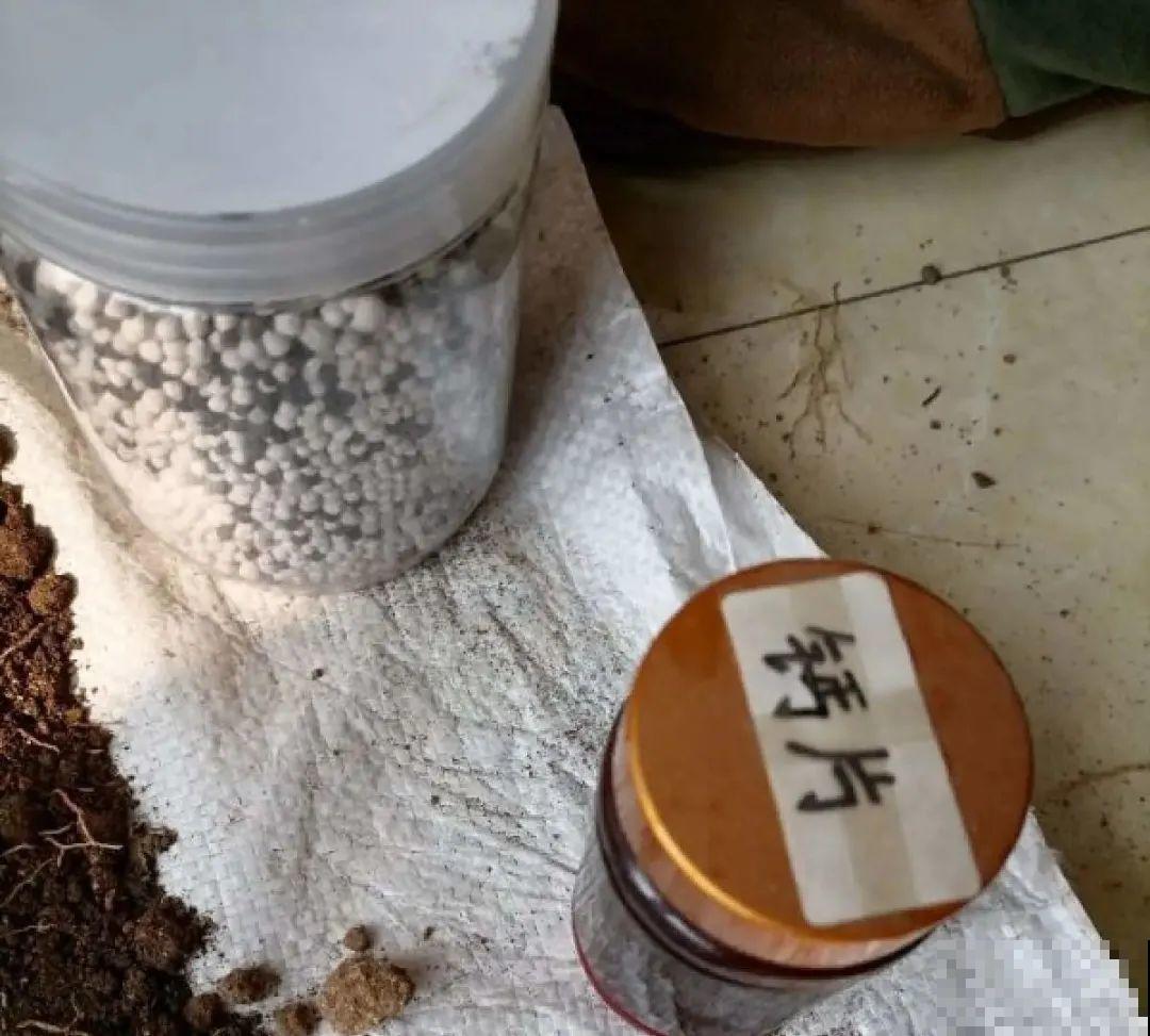 虐着养的花，剪成秃子，半月不浇水，呼呼开花