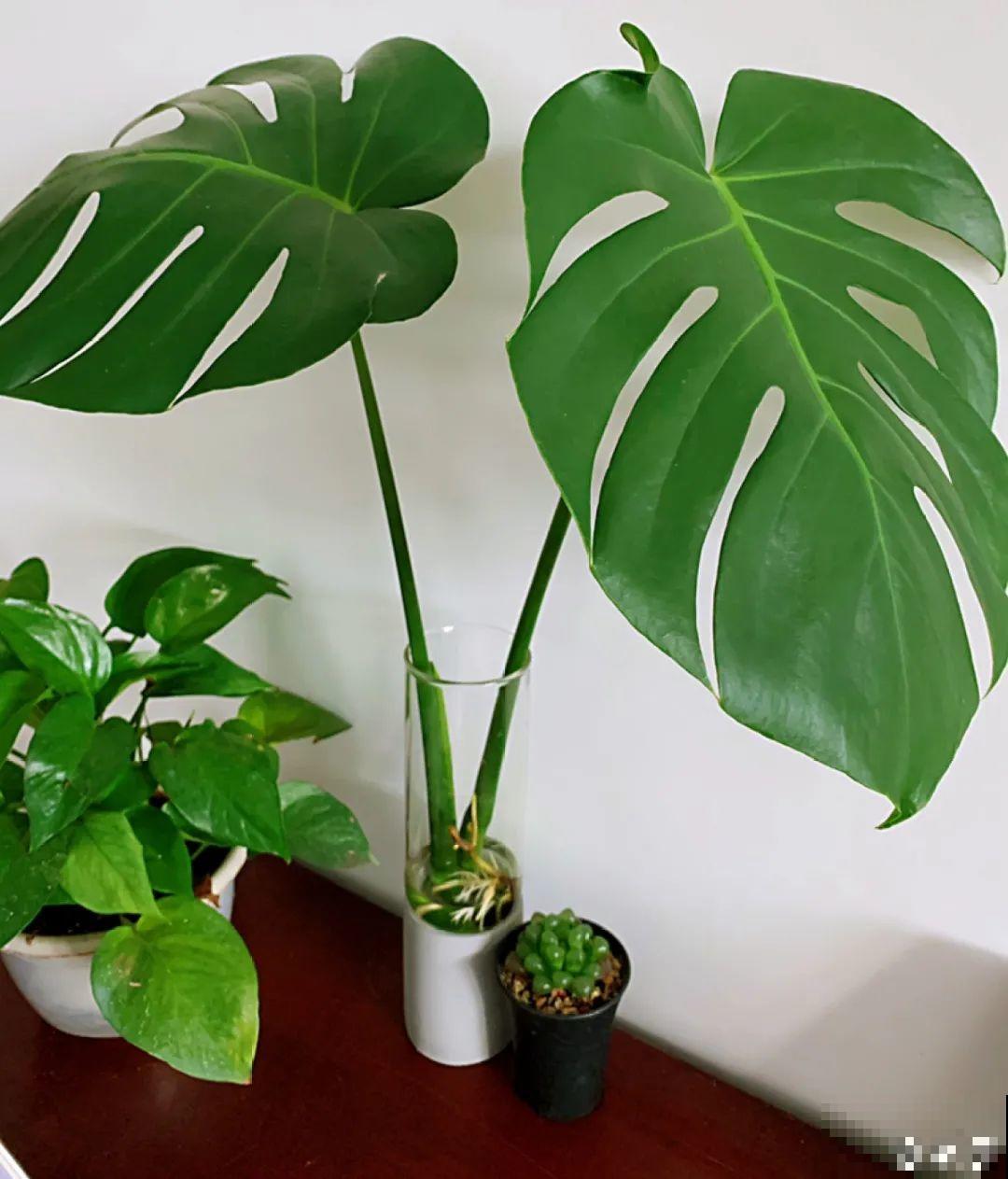 绿萝可以扔了,养盆“格调”花,颜值高还有气质 绿萝可以扔了,养盆“格调”花,颜值高还有气质